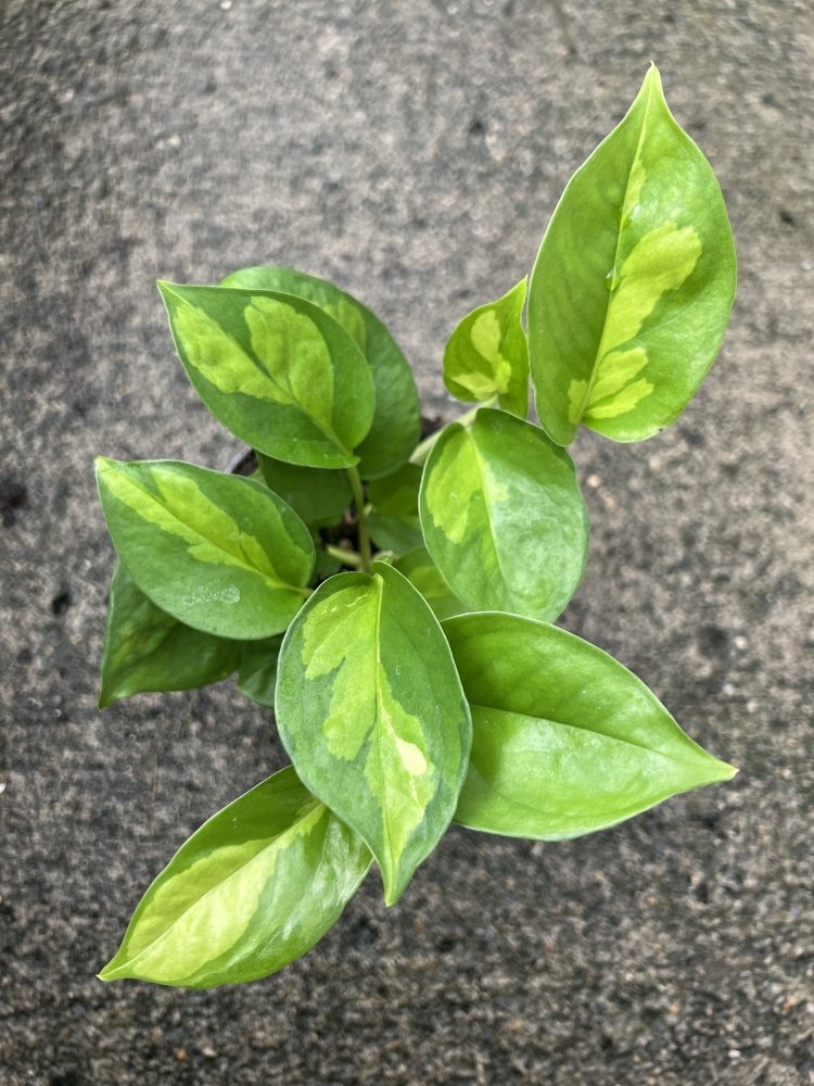 GLOBAL GREEN POTHOS my pretty leaves