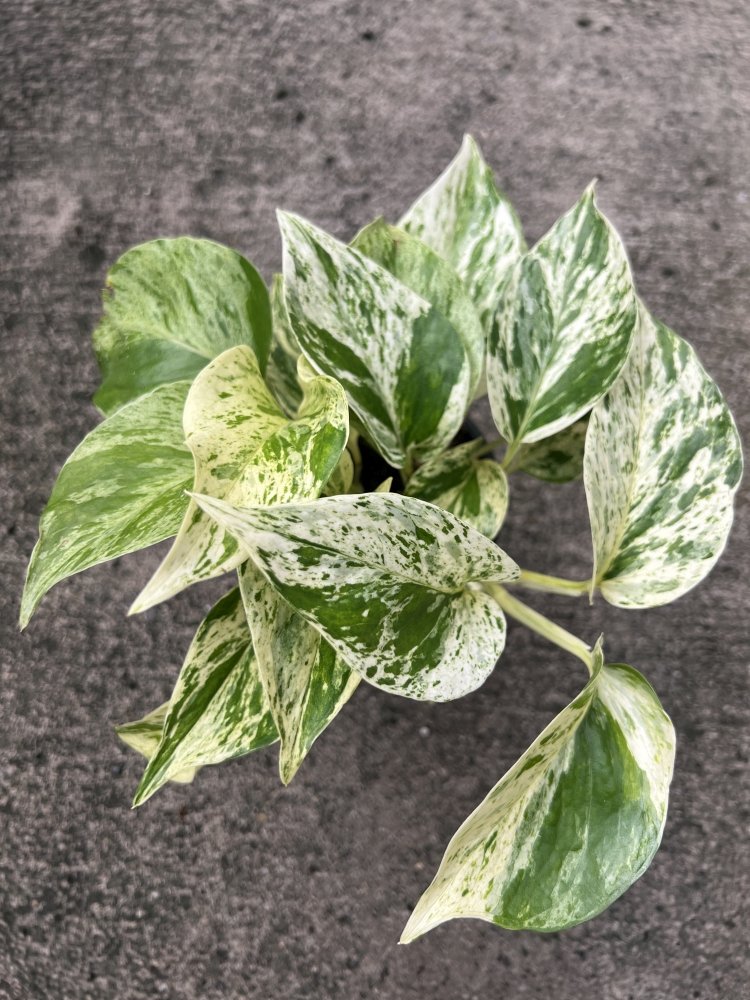 MARBLE QUEEN POTHOS my pretty leaves