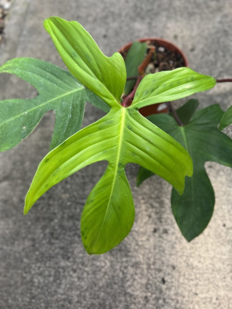 PHILODENDRON Rudolph Leaf my pretty leaves