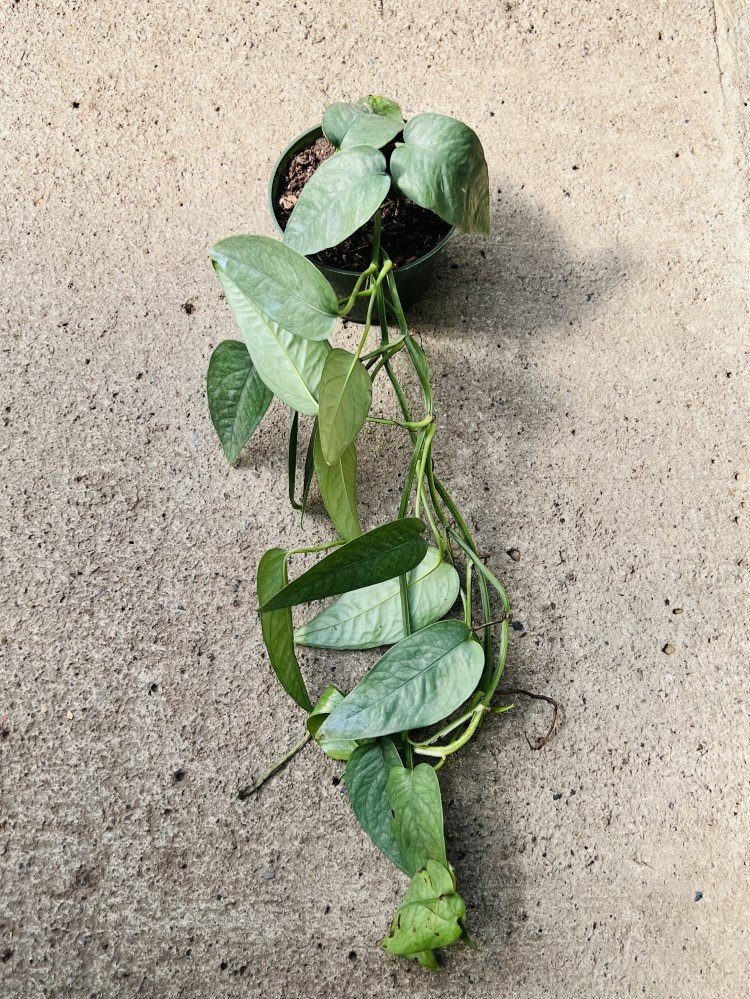 Cebu Blue Pothos my pretty leaves