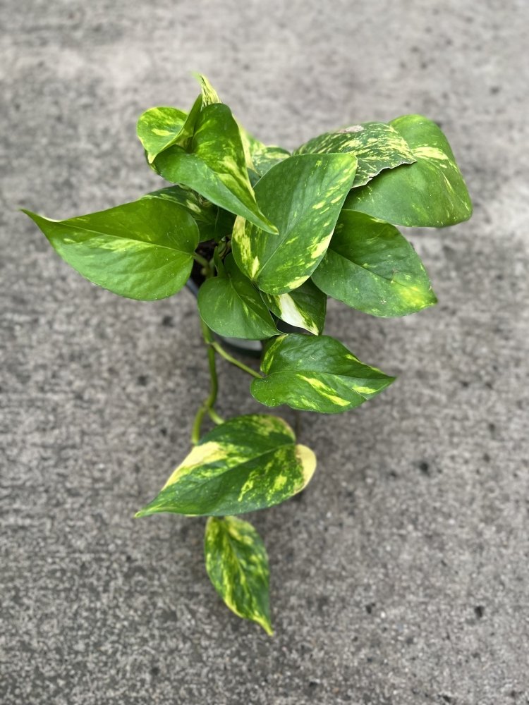 Golden Pothos my pretty leaves