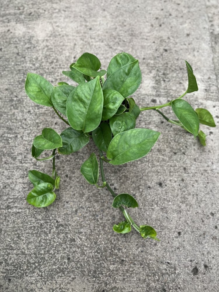 Jade green Pothos my pretty leaves