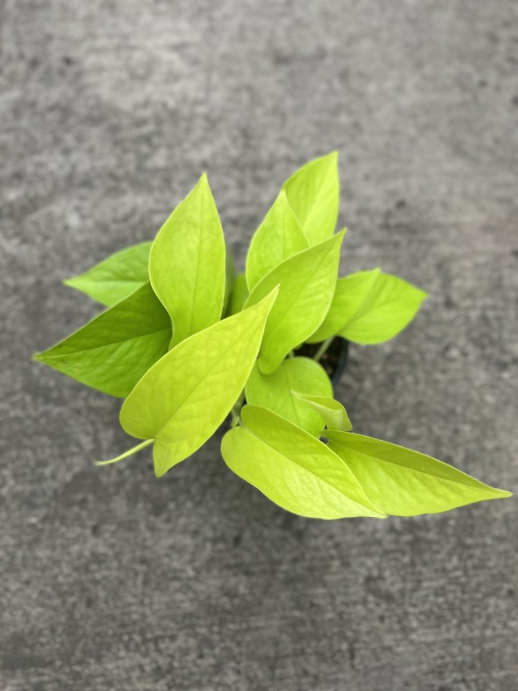 Neon Pothos my pretty leaves