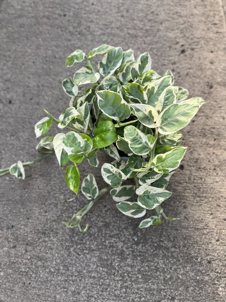 Pearl and Jade Pothos my pretty leaves